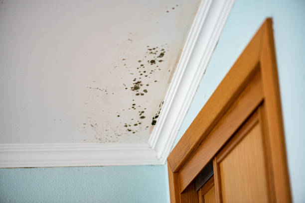 Certified Mold Removal in Donalsonville, GA
