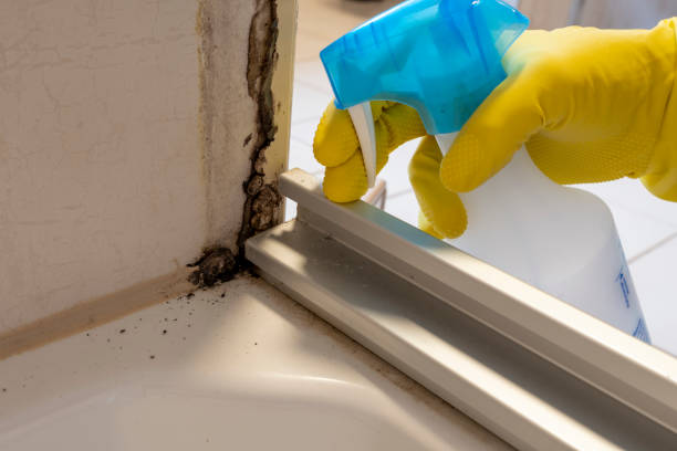 Mold Removal Process in Donalsonville, GA