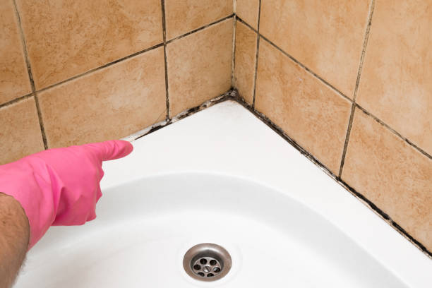 Best Mold Damage Repair  in Donalsonville, GA
